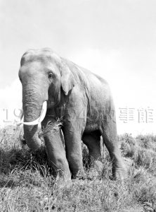 圖一　歷經戰亂！台灣是大象林旺的快樂天堂。（1952鳳山）