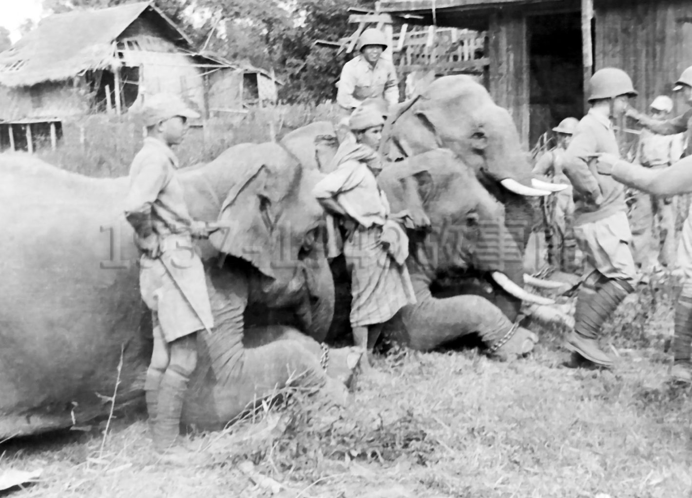 圖七　新一軍渡瑞麗江攻克南坎從日軍擄獲林旺在内的13頭大象。（1945.1緬甸南坎 新一軍隨軍攝影／羅廣仁典藏）