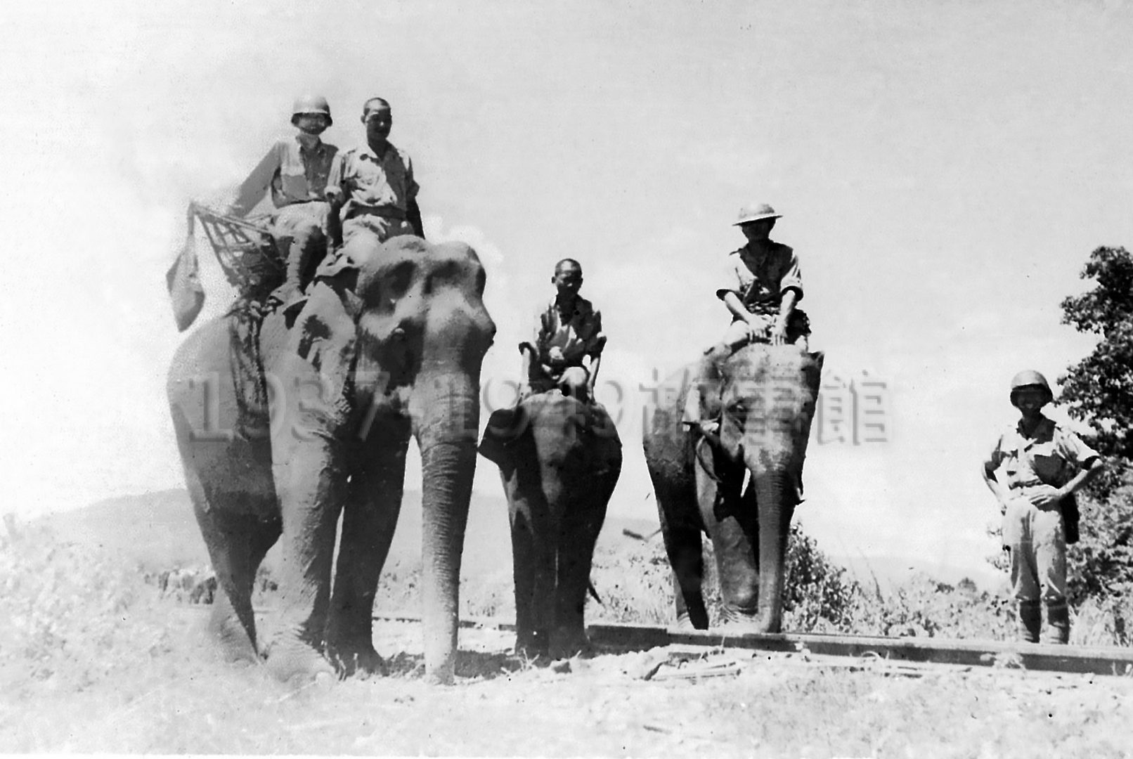 圖一　新一軍奉命返國，率領象隊13頭大象從緬甸臘戌行軍半年，千里跋涉經滇黔公路和山徑返回中國。（1945.5緬甸，駐印軍隨軍攝影／羅廣仁典藏）