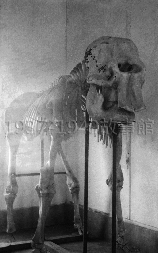 羅廣仁整理父親羅超群留存的攝影底片，找到大象阿蘭的骨骸標本底片。（羅廣仁提供）