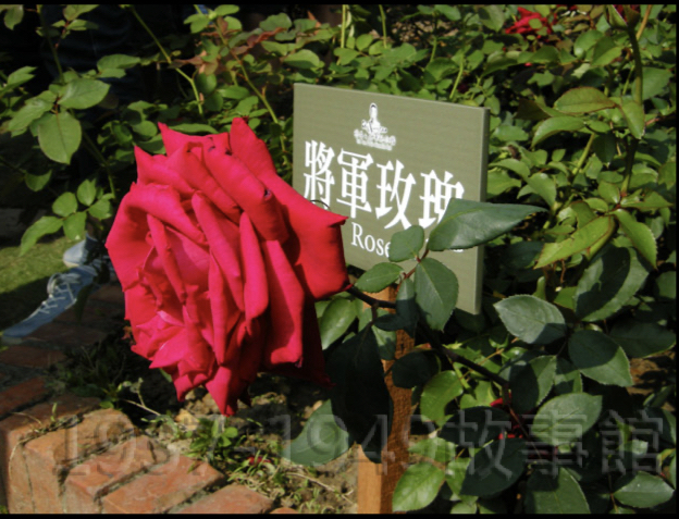 圖十三　孫立人將軍故居中的「將軍玫瑰」。