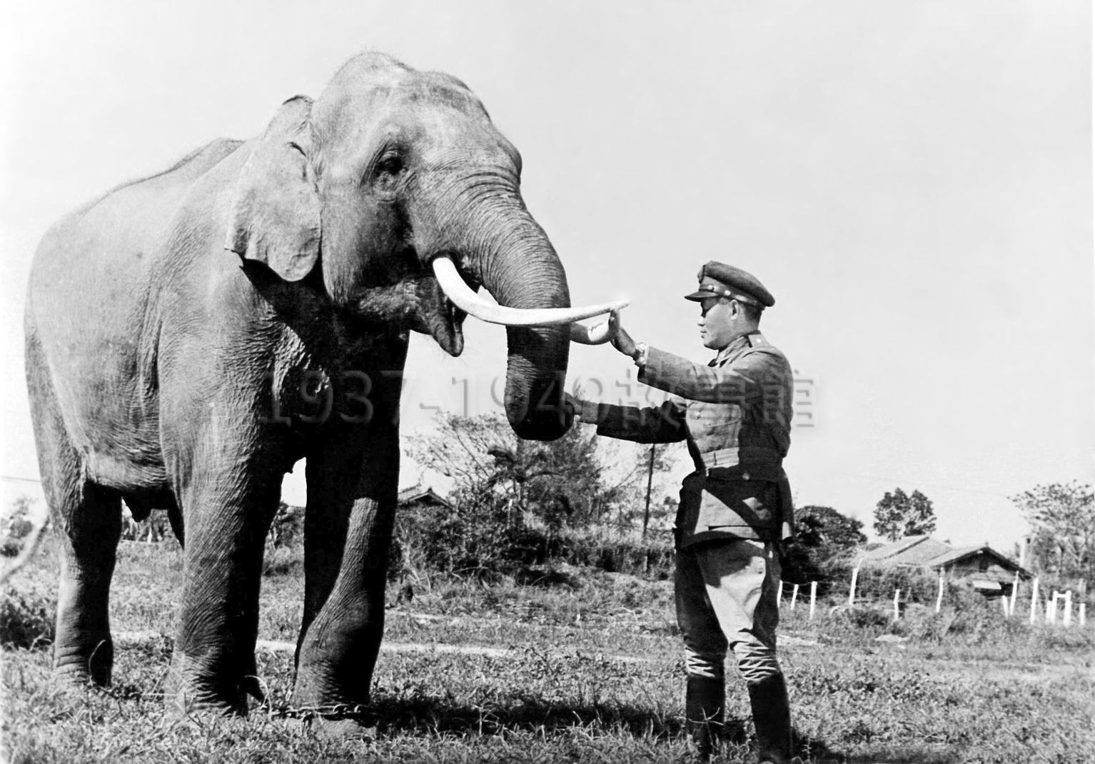 圖五　孫立人將軍視導部隊訓練，一有空暇就會探望老戰友大象林旺。（1952鳳山）