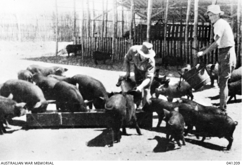 圖五 在食物自給自足的要求下，台灣各戰俘營都讓戰俘飼養牲畜，圖為隘寮分所飼養的豬隻。（Australian War Memorial, AWM 041209）