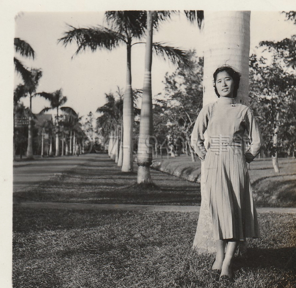 圖三  這張照片取景於台灣省立農學院的椰林道，由戴國煇攝影。當時林彩美身穿的洋裝是精通裁縫的小阿姨做的。