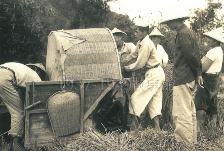 圖七 民國50年代農會舉辦耕作比賽，這是當時的打谷影像紀錄；打谷時要配合人工踩踏的幅桶，很辛苦。（楊長江提供，獅潭村史博物館）
